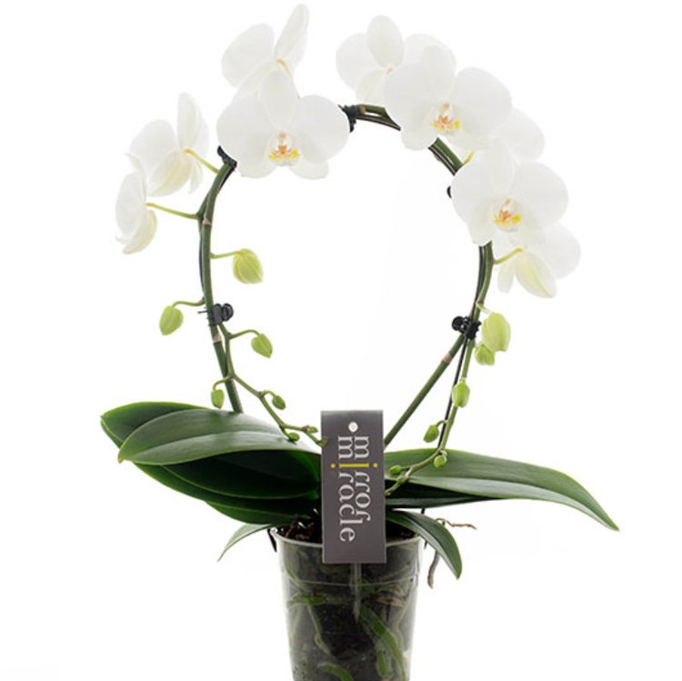 Orchidee Ronde Blanche Botanica Brussels