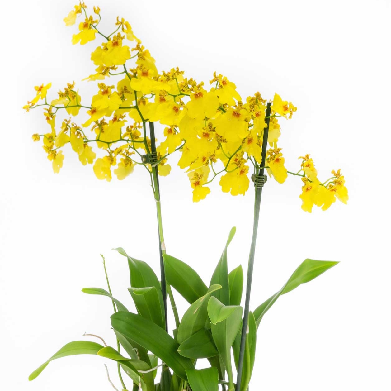 oncidium orchidée uccle Botanica Brussels