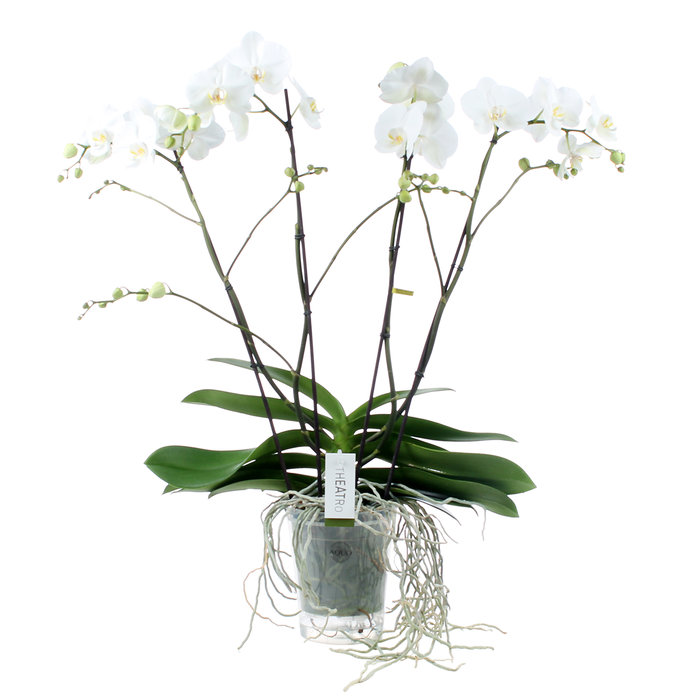 Orchidée ronde blanche - Botanica Brussels